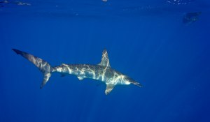 Hammerhead photo by Steven Davila with JP in the distance